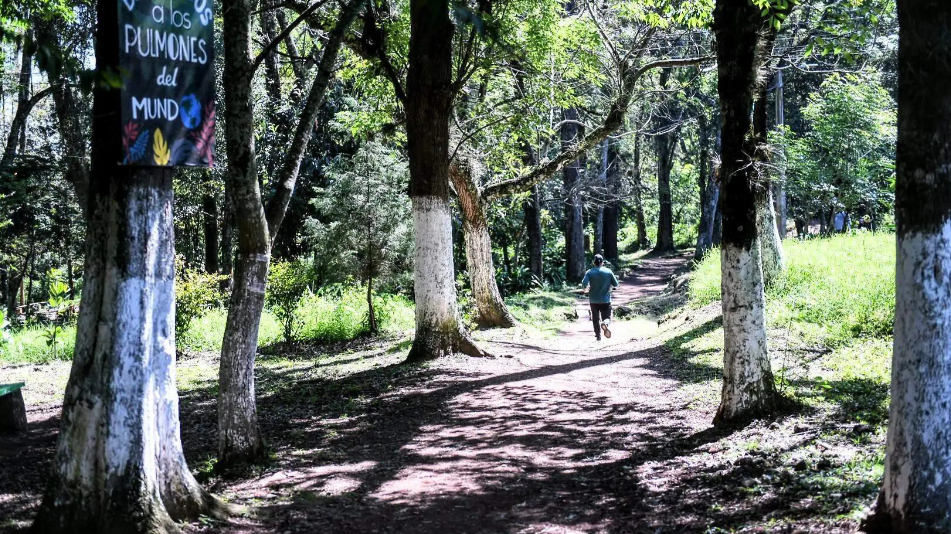 ¿Conoces el “bosquecito”? Xalapa conserva varios pulmones naturales como "La Estación"